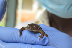 Xenopus