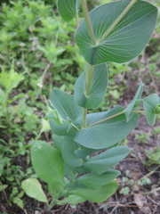 Bupleurum rotundifolium
