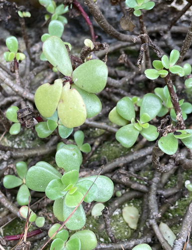 Portulaca lutea observed 2026-08-18