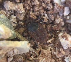 Hyalomma