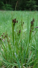 Luzula