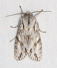 Egira crucialis