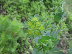 Bupleurum rotundifolium