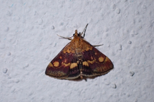 Mint Moth