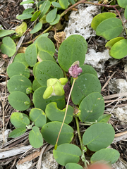 Capparis spinosa