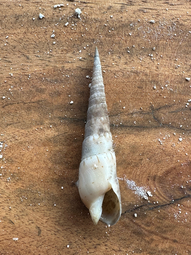 Oxymeris crenulata observed 2026-08-19