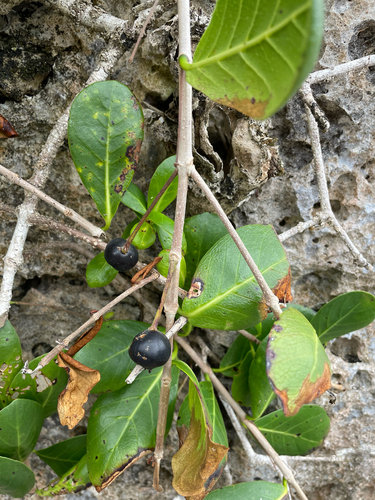 Capparis spinosa, photograph 2