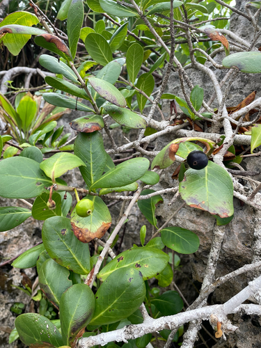 Capparis spinosa, photograph 3