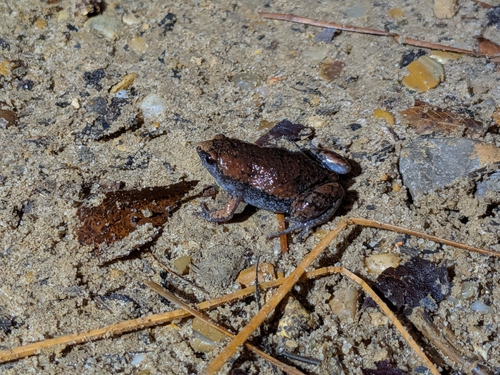 Eastern Narrow-mouthed Toad