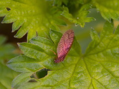 Micromus angulatus