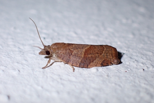 Dark Fruit-tree Tortrix
