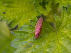 Micromus angulatus