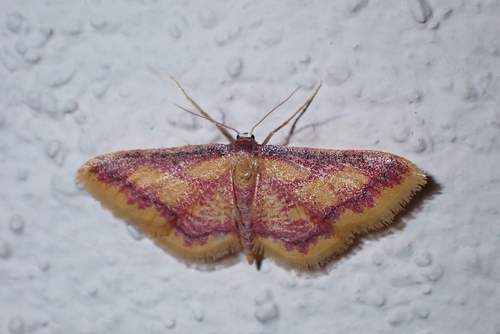 Purple-bordered Gold
