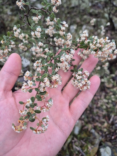 Australian dusty miller
