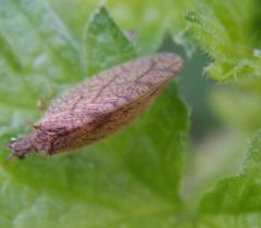 Micromus angulatus