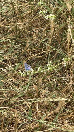 Silver-studded Blue