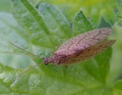 Micromus angulatus