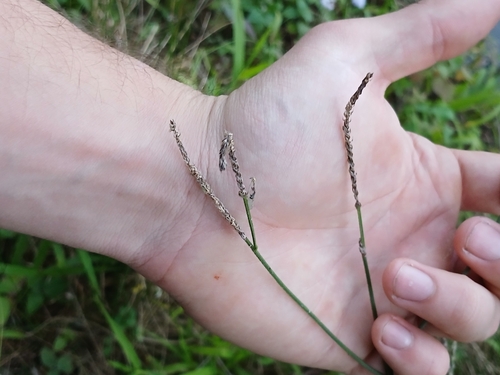 Achyranthes aspera, photograph 4