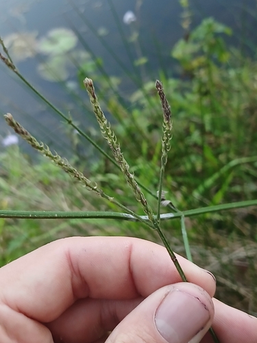 Achyranthes aspera, photograph 5