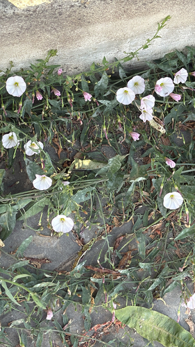 field bindweed