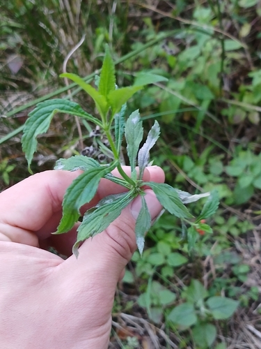 Achyranthes aspera, photograph 6