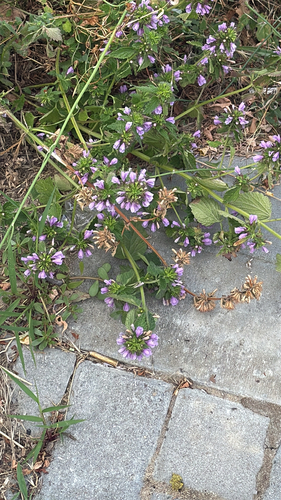 Black horehound