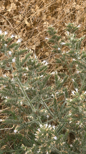 Pale Bugloss