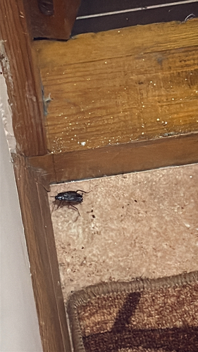 Oriental Cockroach