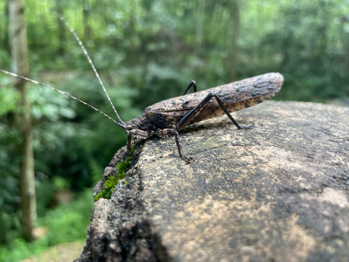 Tegra novaehollandiae