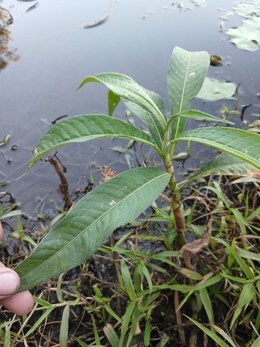 Persicaria attenuata