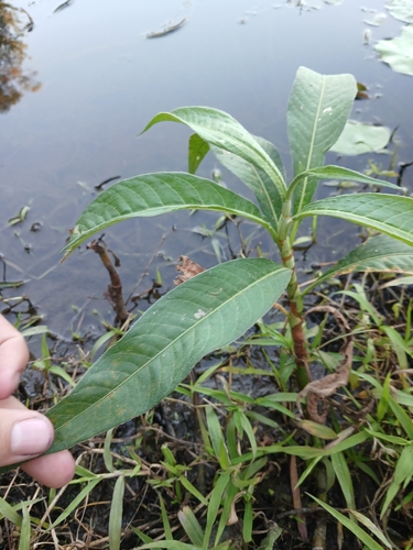 Persicaria attenuata, photograph 2