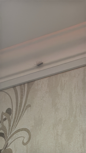 House Centipede