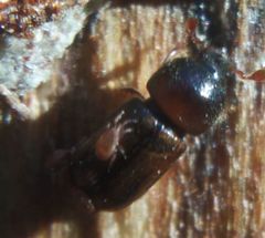 Trypodendron