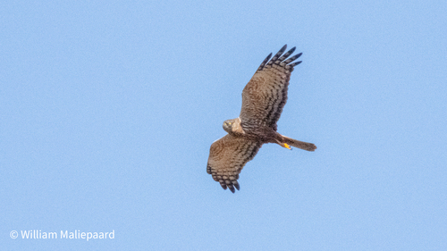 iNaturalist image
