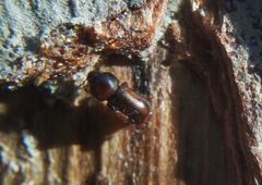 Trypodendron