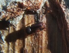 Trypodendron