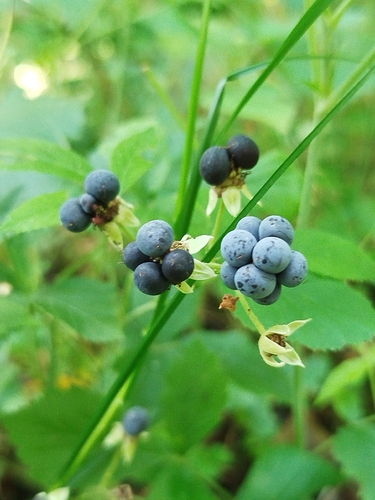 European dewberry