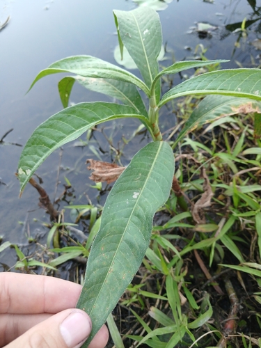 Persicaria attenuata, photograph 4