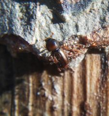 Trypodendron