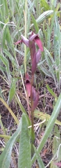 Serapias strictiflora