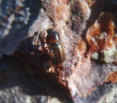 Trypodendron