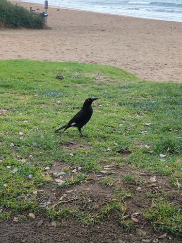 Pied Currawong