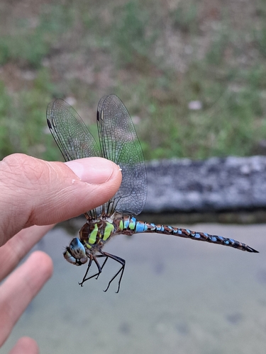 Migrant Hawker
