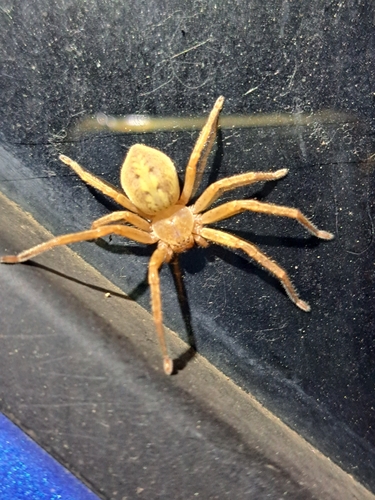 Olios argelasius