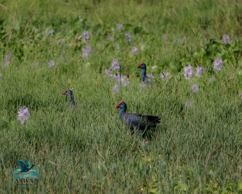 iNaturalist: (c) Ismael Khalifa, some rights reserved (CC BY-NC), uploaded by Ismael Khalifa iNaturalist image