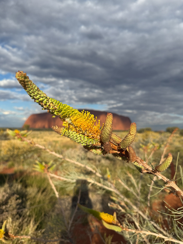 yellow flame grevillea