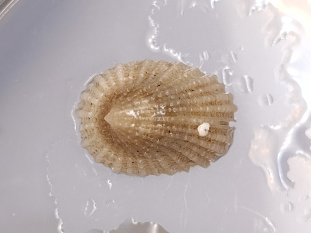 Emarginula crassicostata