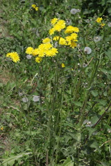 Crepis biennis