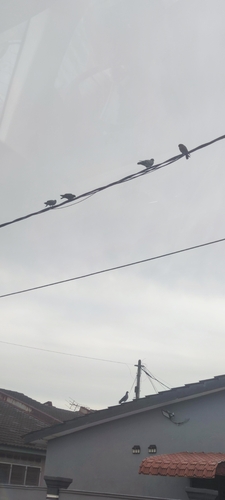 Feral Pigeon