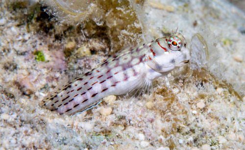 Blenniella interrupta observed 2025-04-28